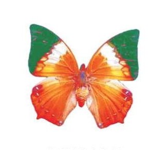 Orange & Green Butterfly Magnet w/ Full Magnetic Back (3 Square Inch)