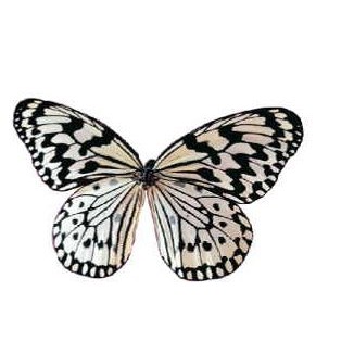 Black & White Butterfly Magnet w/ Full Magnetic Back (3 Square Inch)