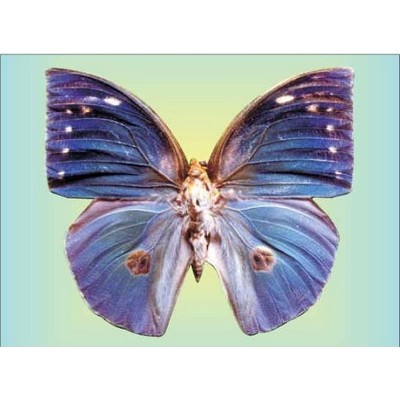 Blue Butterfly Metal Photo Magnet (2 1/2"x3 1/2")