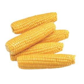 Corn On Cob Promotional Magnet w/Strip Magnet (6 Square Inch)