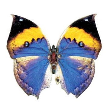 Black & Blue Butterfly Magnet w/ Full Magnetic Back (3 Square Inch)