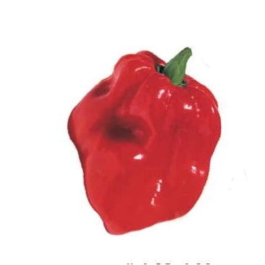 Red Habanero Pepper Promotional Magnet w/ Strip Magnet (4 Square Inch)