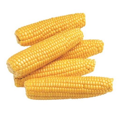 Corn On Cob Maxi Magnet (3 Square Inch)