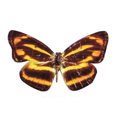 Brown & Yellow Butterfly Magnet w/ Full Magnetic Back (8 Square Inch)