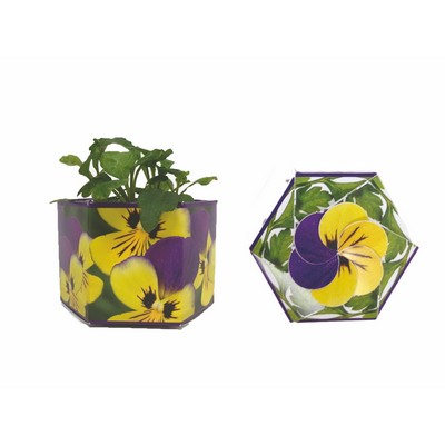 SeedGems™ Paper Planter® Johnny Jump Up Biodegradable Grow Kit