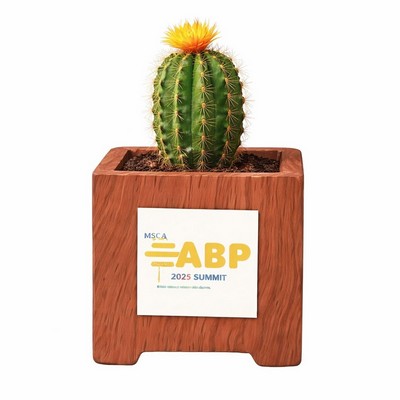 Assorted Cactus in Wood Ceramic Pot