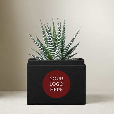 Zebra Garden - Noir