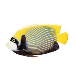 Tropical Fish Lapel Pin