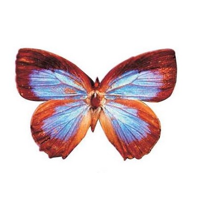 Blue & Brown Butterfly Magnet w/ Full Magnetic Back (3 Square Inch)