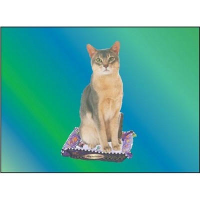Abyssinian Cat Rectangle Metal Photo Magnet (2"x3")