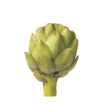 Artichoke Rectangle Badge w/ Bar Pin (2"x3")