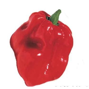 Red Habanero Pepper Maxi Magnet (12 Square Inch)