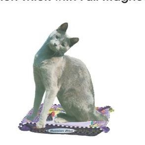 Russian Blue Cat Executive Magnet w/ Full Magnetic Back (8 Square Inch)
