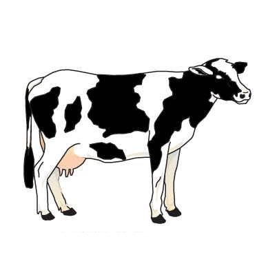 Cow Executive Magnet w/Full Magnetic Back (3 Square Inch)