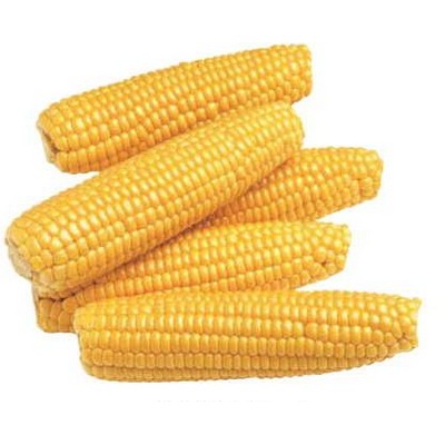 Corn On Cob Maxi Magnet (12 Square Inch)