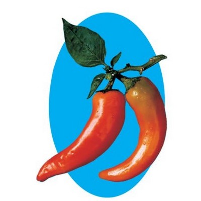 Chili Pepper Maxi Magnet (4 Square Inch)