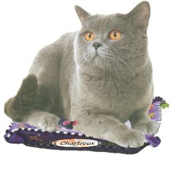 Chartreux Cat Executive Line Magnet w/ Full Magnetic Back (12 Square Inch)