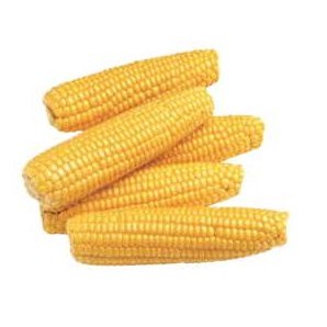 Corn On Cob Executive Magnet w/Full Magnetic Back (2 Square Inch)