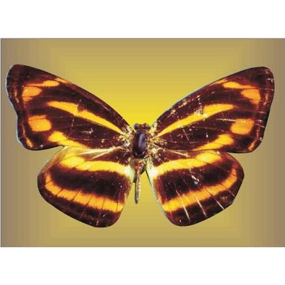 Brown & Yellow Butterfly Rectangle Metal Photo Magnet (2"x3")
