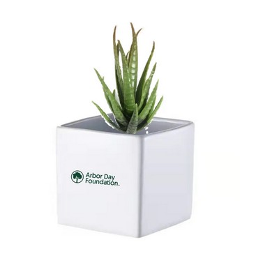 Mini Spencer Pot with Zebra Succulent