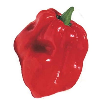 Red Habanero Pepper Maxi Magnet (2 Square Inch)