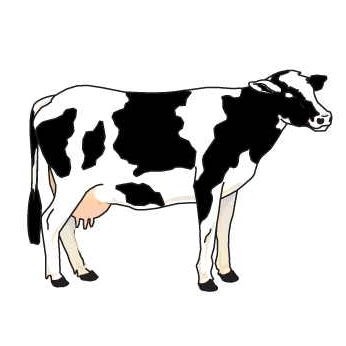 Cow Promotional Magnet w/Strip Magnet (12 Square Inch)
