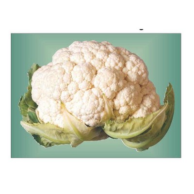 Cauliflower Rectangle Badge w/ Bar Pin (2 1/2"x3 1/2")
