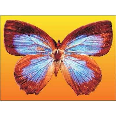 Blue & Brown Butterfly Rectangle Metal Photo Magnet (2"x3")