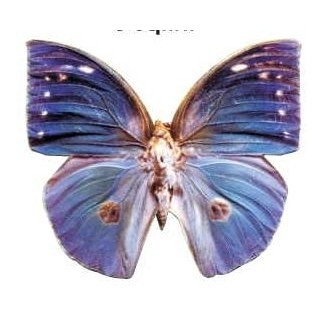 Blue Butterfly Executive Magnet w/ Full Magnetic Back (12 Square Inch)