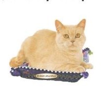 British Shorthair Cat Mighty Mini Magnet