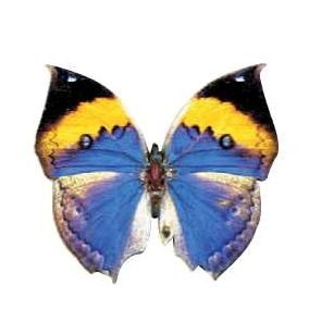 Black & Blue Butterfly Magnet w/ Full Magnetic Back (6 Square Inch)