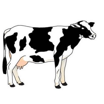 Cow Maxi Magnet (8 Square Inch)