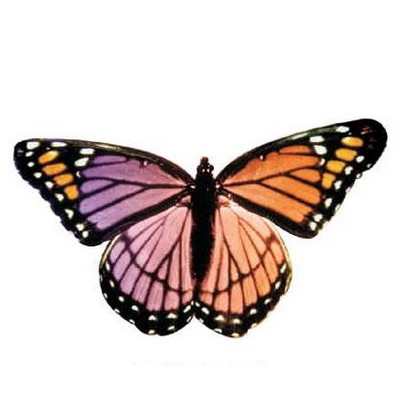 Purple & Pink Butterfly Magnet w/ Full Magnetic Back (6 Square Inch)