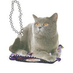 Chartreux Cat Executive Line Magnet w/ Full Magnetic Back (10 Square Inch)