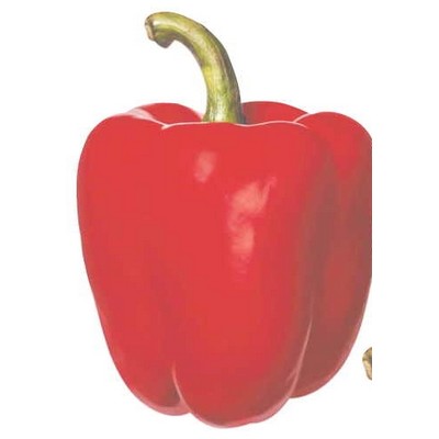 Red Bell Pepper Maxi Magnet (2 Square Inch)